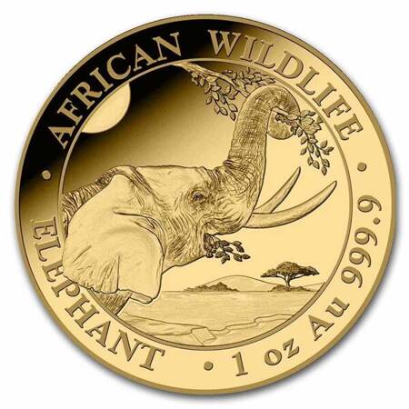 Złota Moneta Somalijski Słoń 1 uncja 2023 NOWOŚĆ